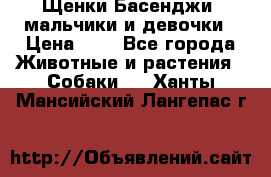 Щенки Басенджи ,мальчики и девочки › Цена ­ 1 - Все города Животные и растения » Собаки   . Ханты-Мансийский,Лангепас г.